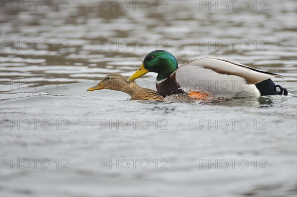 Mallards