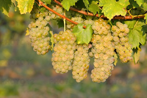 Welschriesling grapes