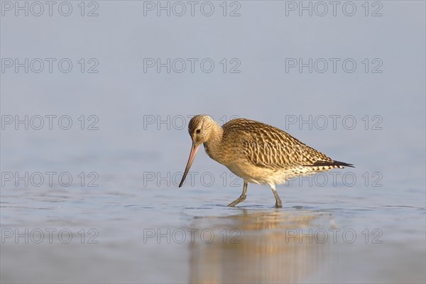 Bar-tailed Godwit