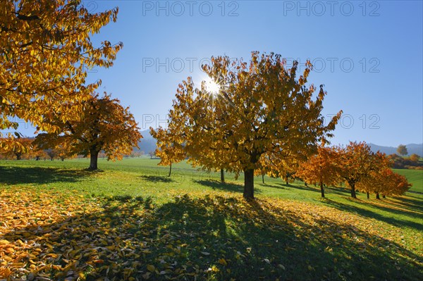 Cherry trees in autumn