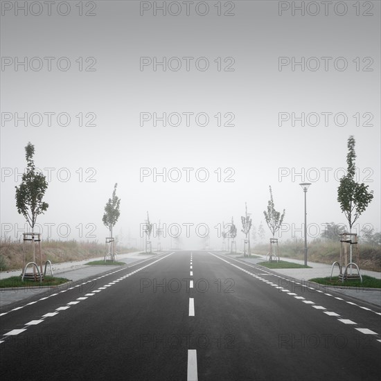 Avenue of Sommerlinden on a street