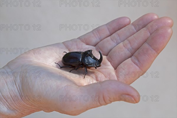 European rhinoceros beetle