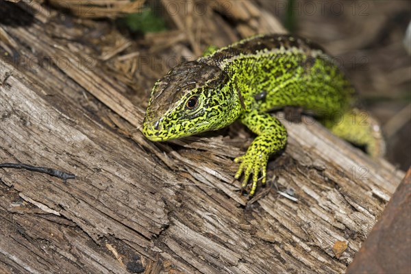 Male Sand lizard