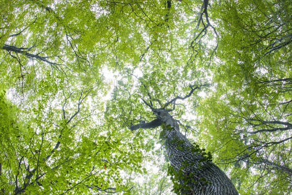 Tree crown