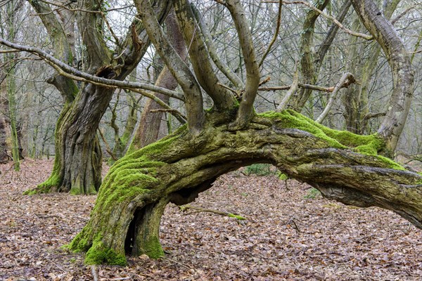 Old beech