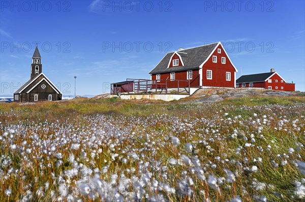 Cottongrass