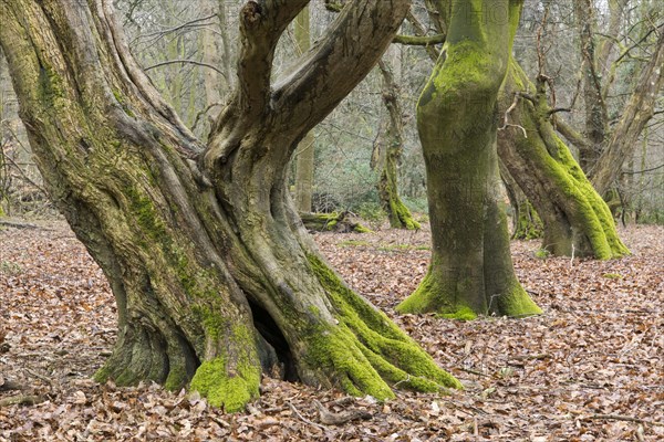 Old mossy tree trunks