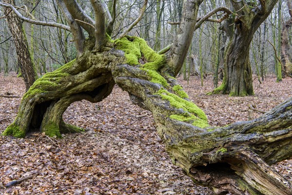 Old beech