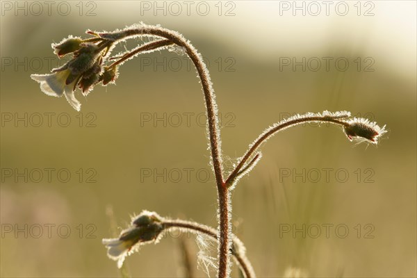 Meadow saxifrage