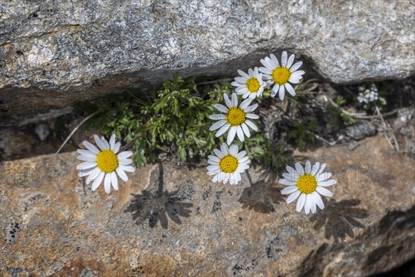 Flowering Leucanthemopsis