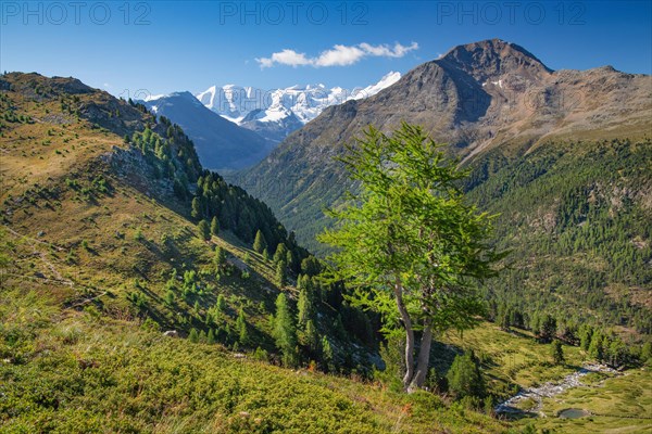 Alp Languard with Piz Palue and Bellavista above the Bernina Valley