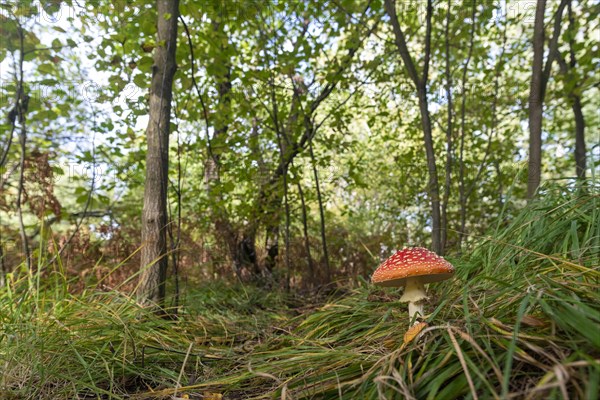 Fly agaric