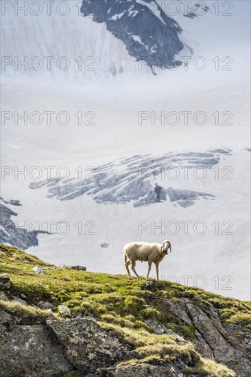 Sheep on a ledge