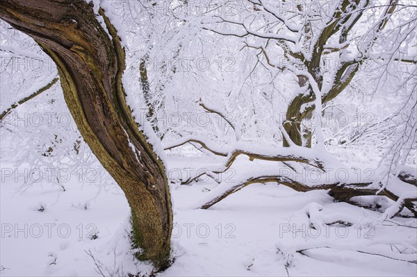 Winter in the jungle Baumweg