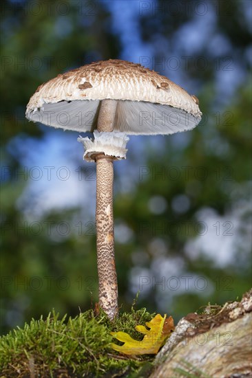 Parasol mushroom