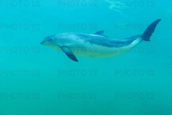 Porpoise