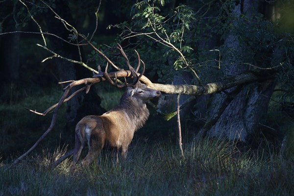 Red deer