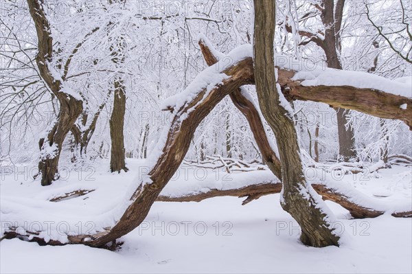 Snow on old trees in the jungle Baumweg