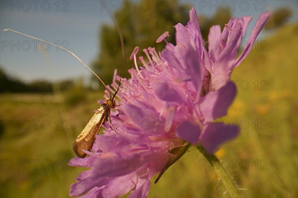 Gold Longhorned Moth