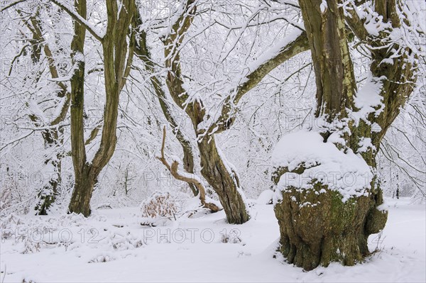 Snow on old trees in the jungle Baumweg