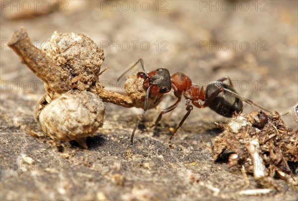 Red Wood Ant