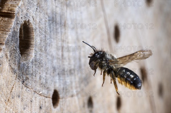 Hornfaced bee