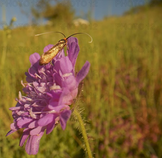 Gold longhorn moth