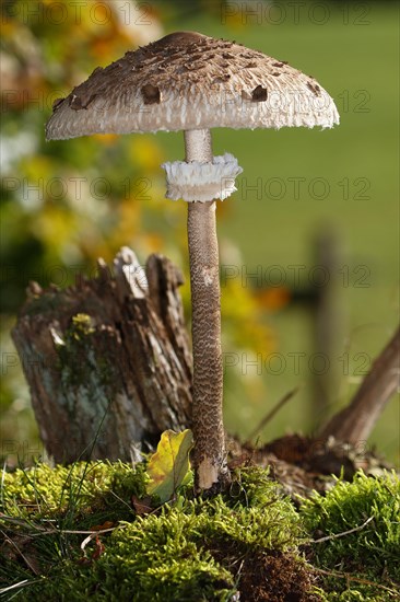 Parasol mushroom