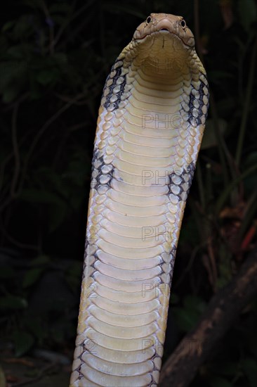 King Cobra