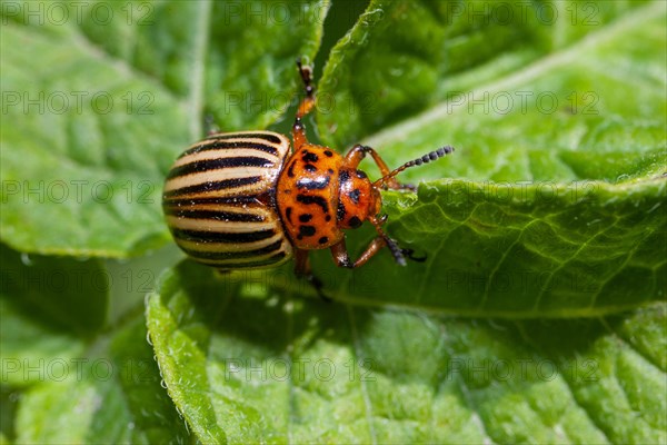 Colorado potato beetle