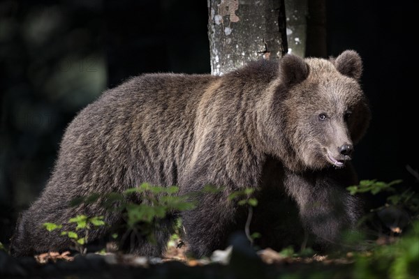 European brown bear