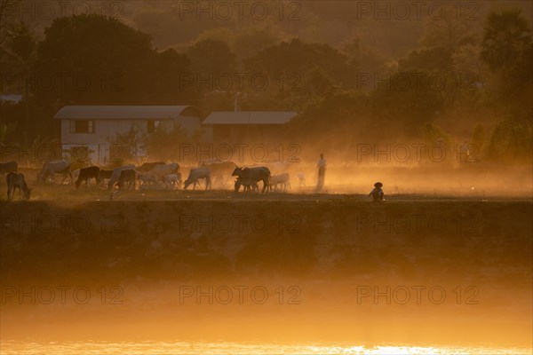 Cattle herd against the light at the Irrawaddy River