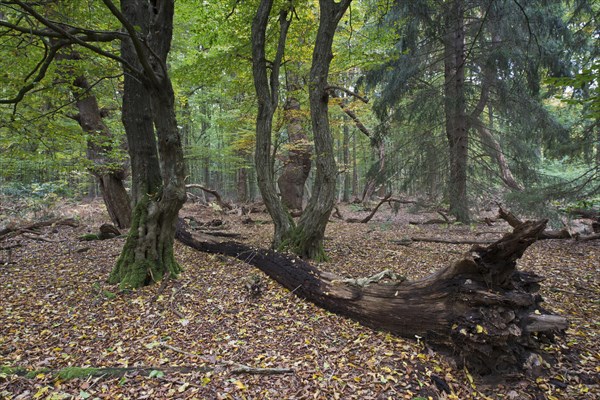 Old and dead trees