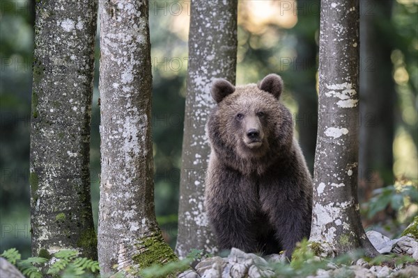 European brown bear