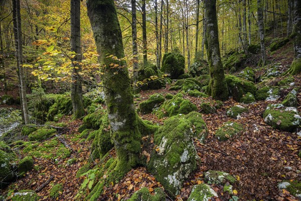 Original forest with moss-covered rocks and trees
