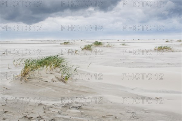 Foreshore dunes on Juist