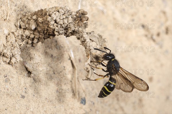 Spiny Mason Wasp