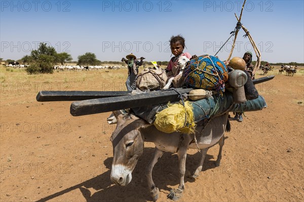 Caravan of Peul nomads with their animals in the Sahel of Niger