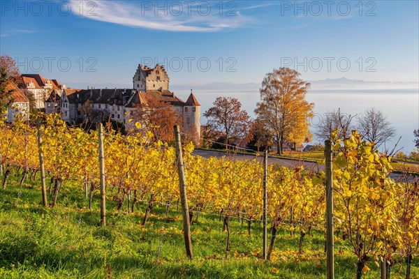 Vineyard with Meersburg Castle