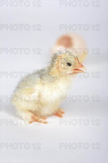 Freshly hatched kitchens