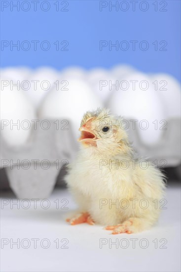 Freshly hatched kitchens