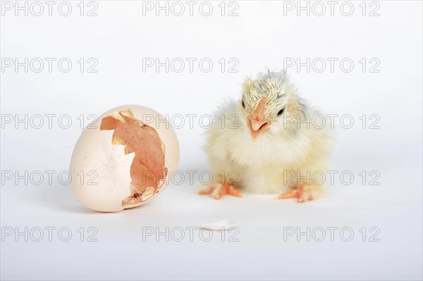 Freshly hatched kitchens