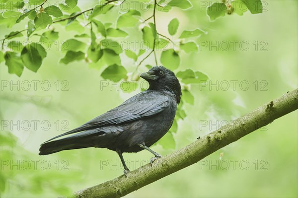 Carrion crow