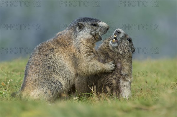 Marmots