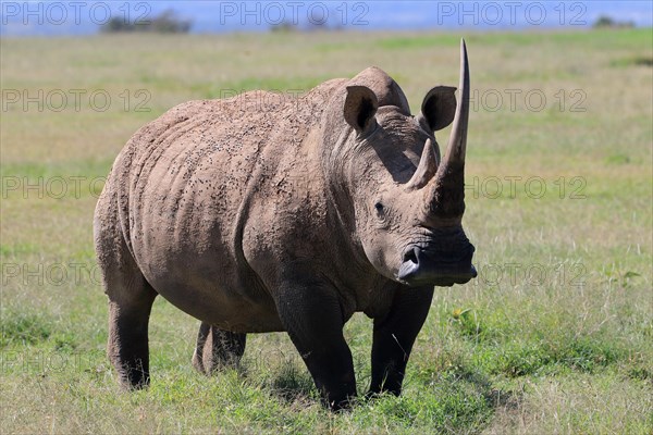 White rhinoceros