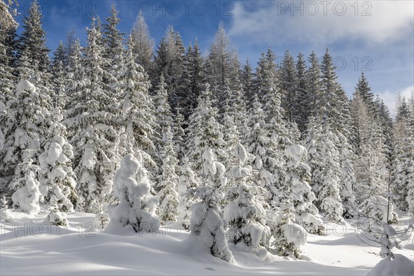 Winter landscape