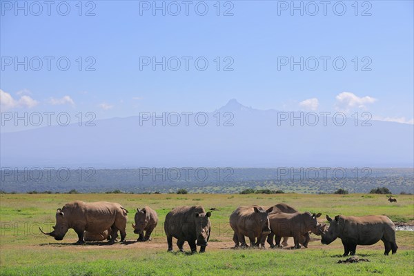 White rhinoceroses