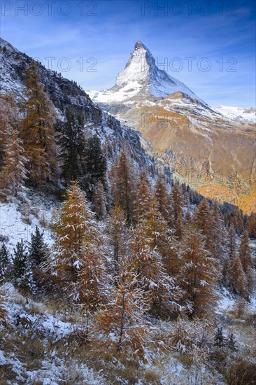 Matterhorn and larch