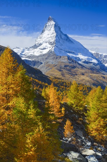 Matterhorn and larch