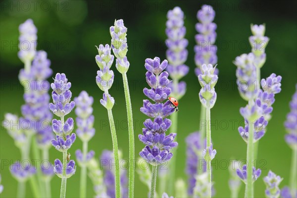 Two-spotted ladybird on lavender flower